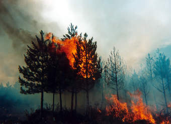 Incendio forestal