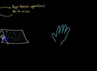 Tensión superficial y adhesión | Fluidos | Física | Khan Academy en Español