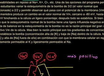 Corrección del video de la bomba sodio-potasio | Biología | Khan Academy en Español