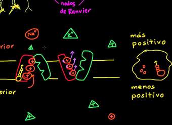 Bomba sodio-potasio | Biología humana | Biología | Khan Academy en Español