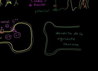 Sinapsis neuronal | Biología humana | Biología | Khan Academy en Español