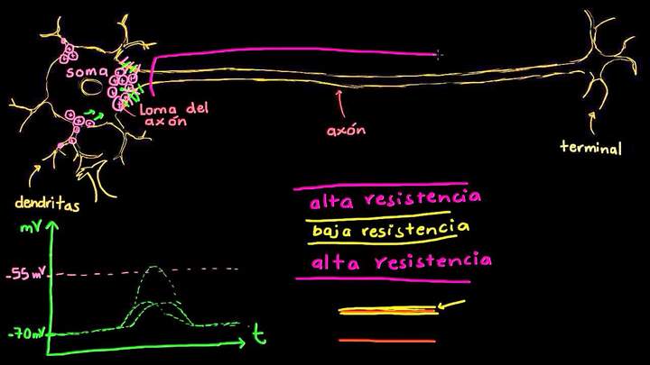 La conducción saltatoria de las neuronas | Biología humana | Biología | Khan Academy en Español