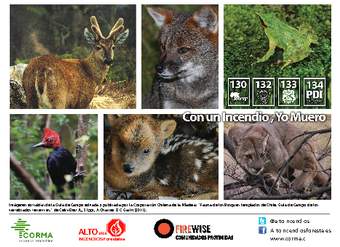 Postales briófitas de los bosques templados australes de Chile.