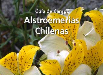 Guía de campo Alstroemerias chilenas