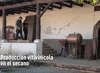 Producción vitivinícola en el secano