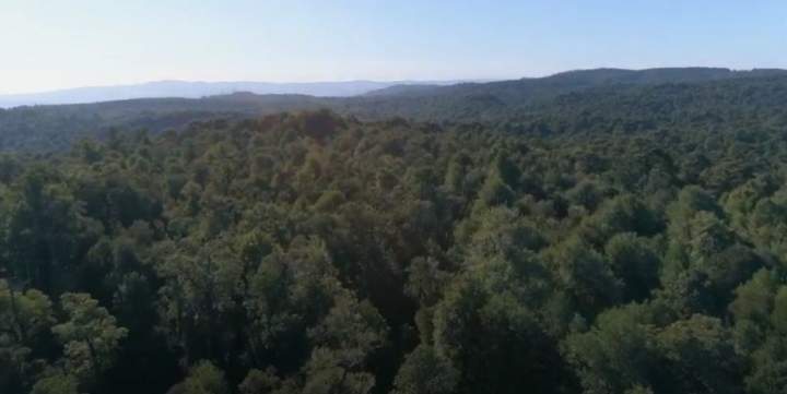 FacforenUACH. (10 may. 2019). Bosque Nativo: Manejo en Llancahue, sur de Chile