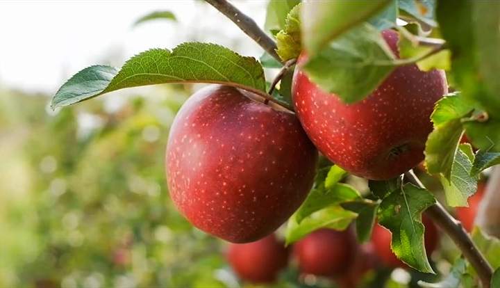 Video: Determinar madurez de la fruta