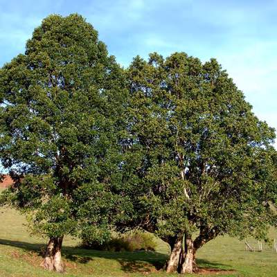 Laurelia sempervirens