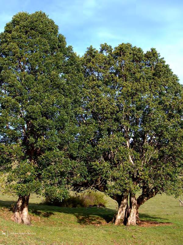 Laurelia sempervirens