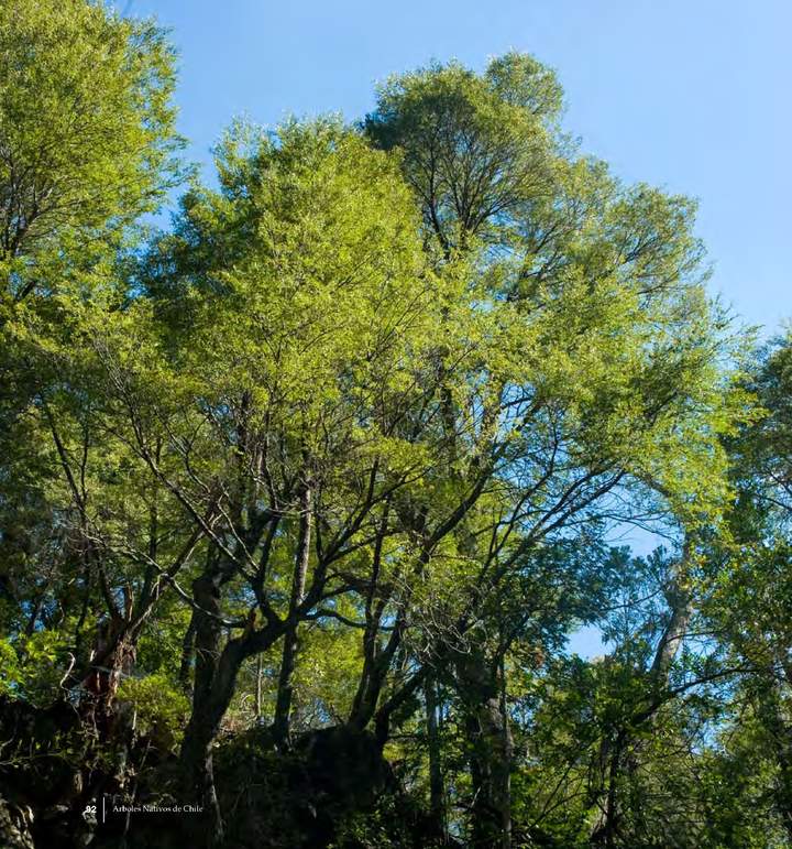 Nothofagus dombeyi