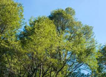 Nothofagus dombeyi