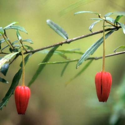 Crinodendron hookerianum