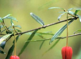 Crinodendron hookerianum