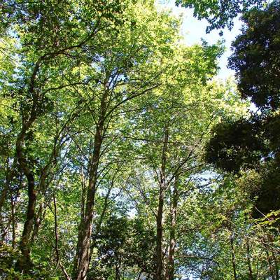 Nothofagus alessandrii