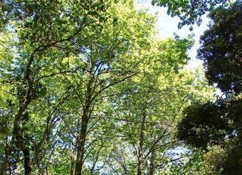 Nothofagus alessandrii