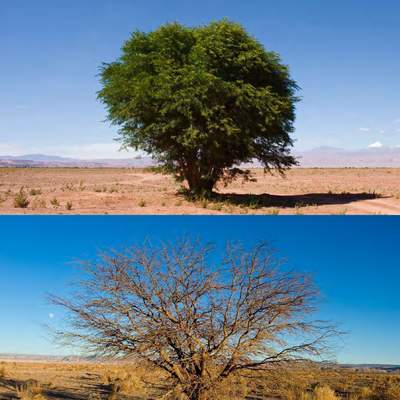 Prosopis chilensis