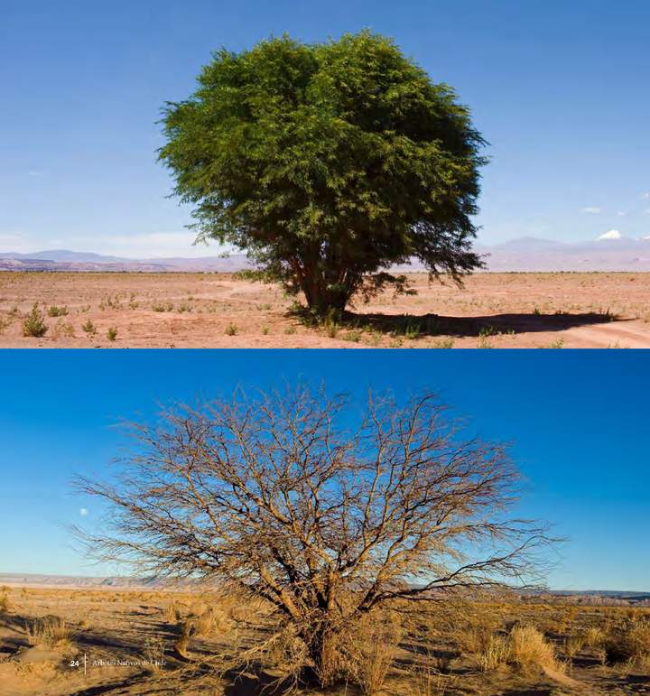 Prosopis chilensis