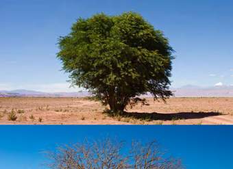 Prosopis chilensis