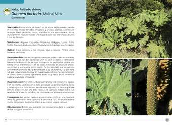 Gunnera tinctoria