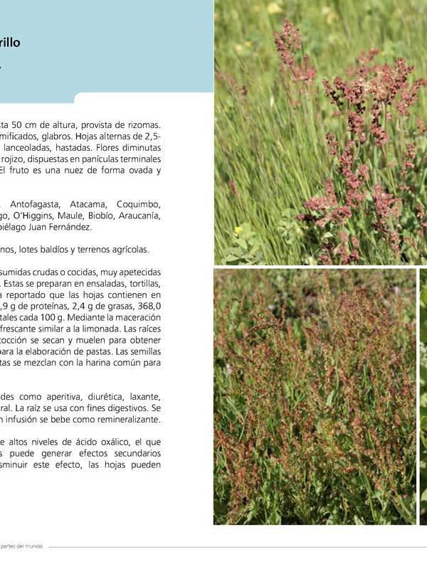 Rumex acetosella