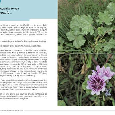 Malva sylvestris