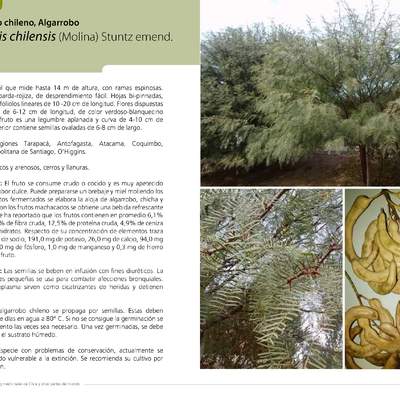 Prosopis chilensis