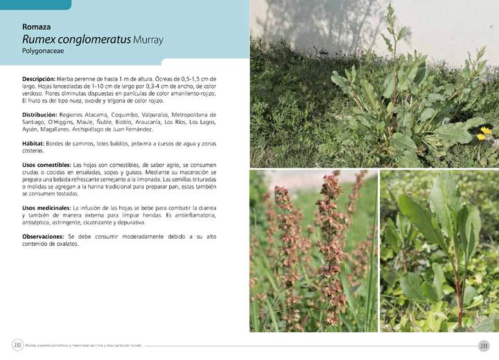 Rumex conglomeratus