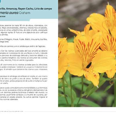 Alstroemeria aurea