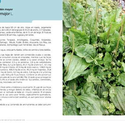 Plantago major