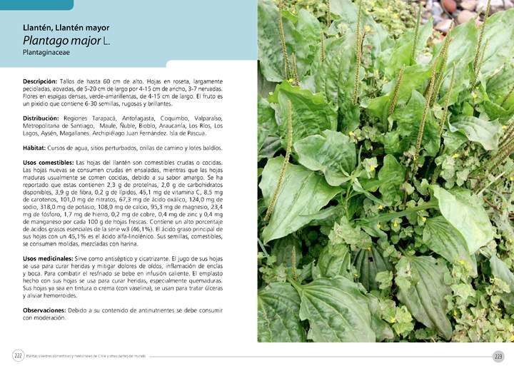 Plantago major