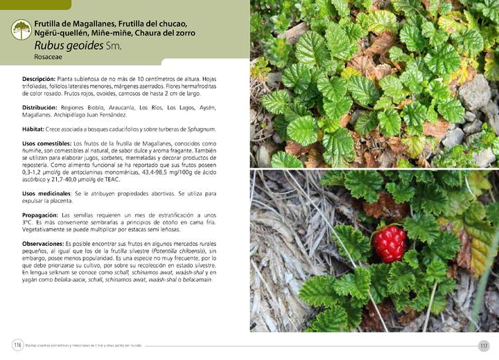 Rubus geoides