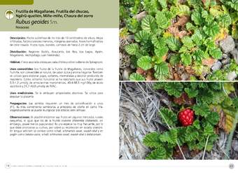 Rubus geoides