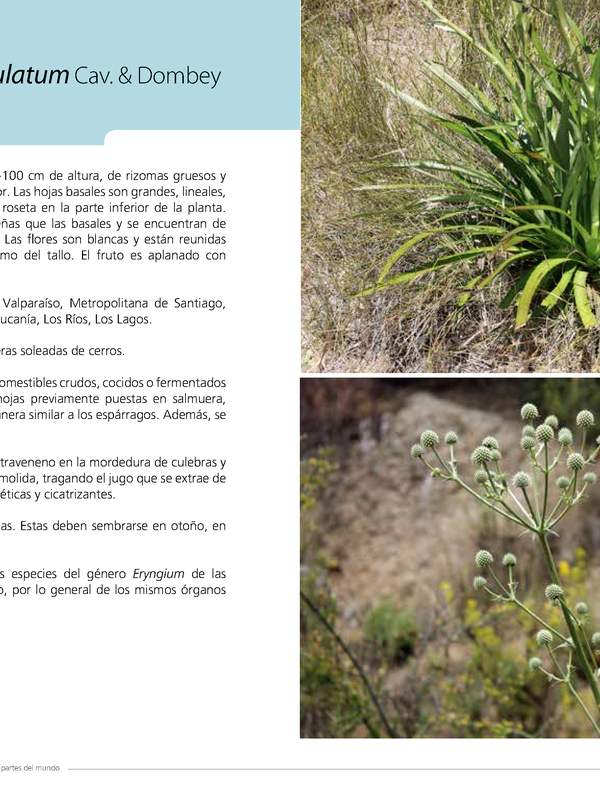 Eryngium paniculatum