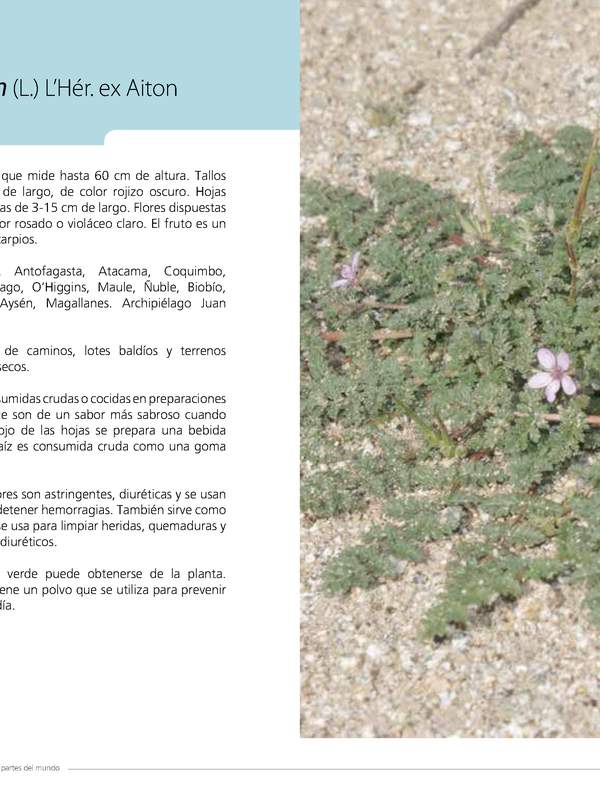 Erodium cicutarium