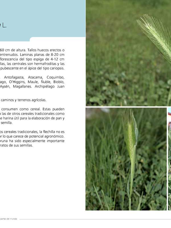 Hordeum murinum