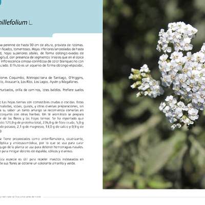 Achillea millefolium L.