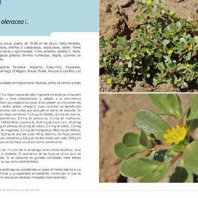 Portulaca oleracea