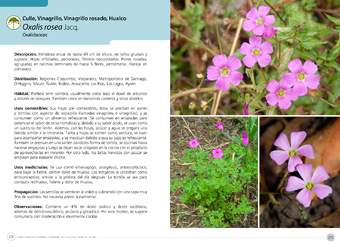 Oxalis rosea