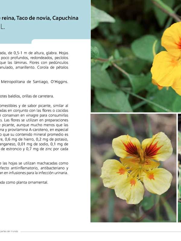 Tropaeolum majus