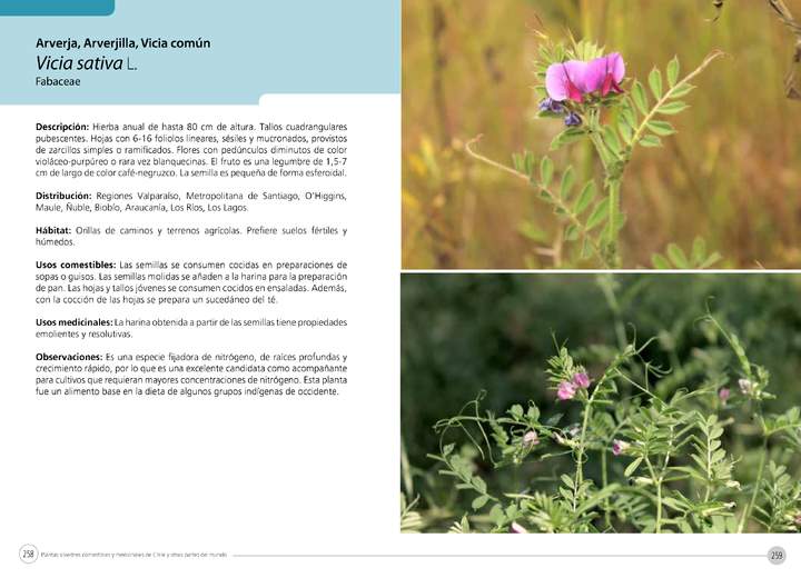 Vicia sativa