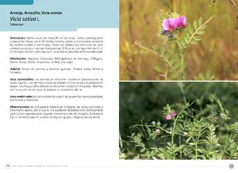 Vicia sativa