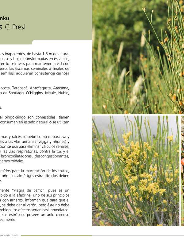 Ephedra chilensis