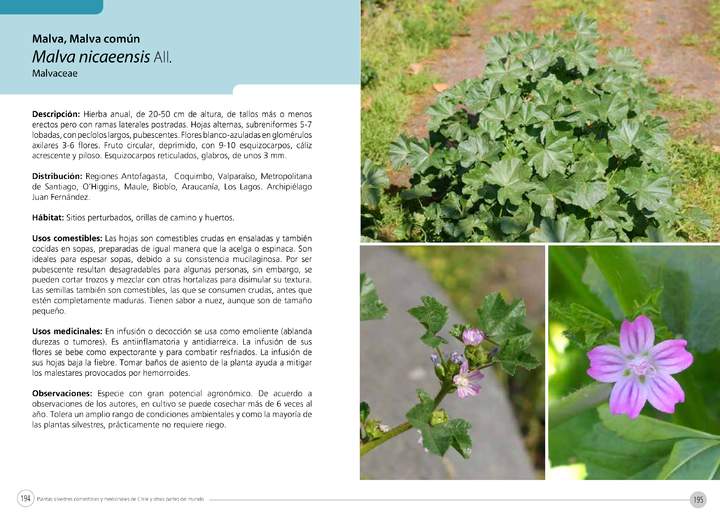 Malva nicaeensis