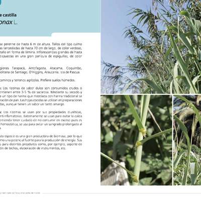 Arundo donax L.