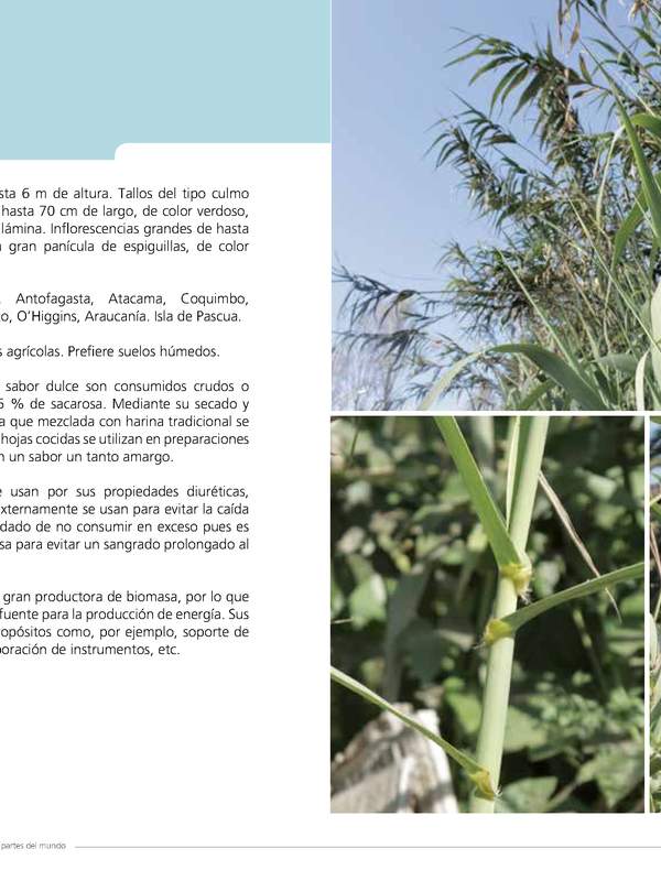 Arundo donax L.