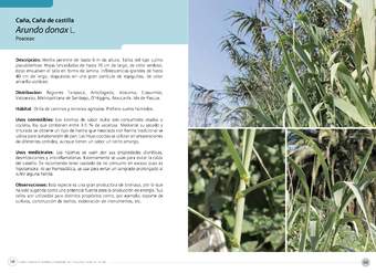 Arundo donax L.