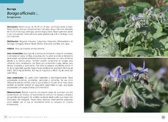 Borago officinalis L.