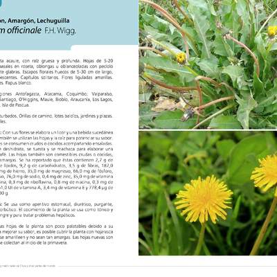 Taraxacum officinale