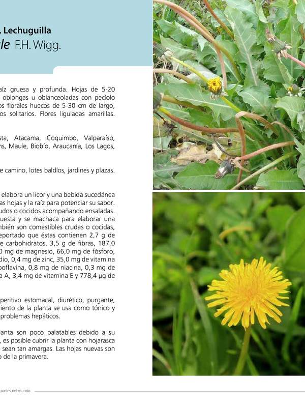 Taraxacum officinale