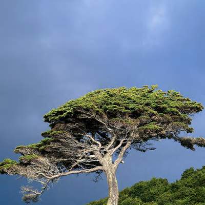 Nothofagus betuloides